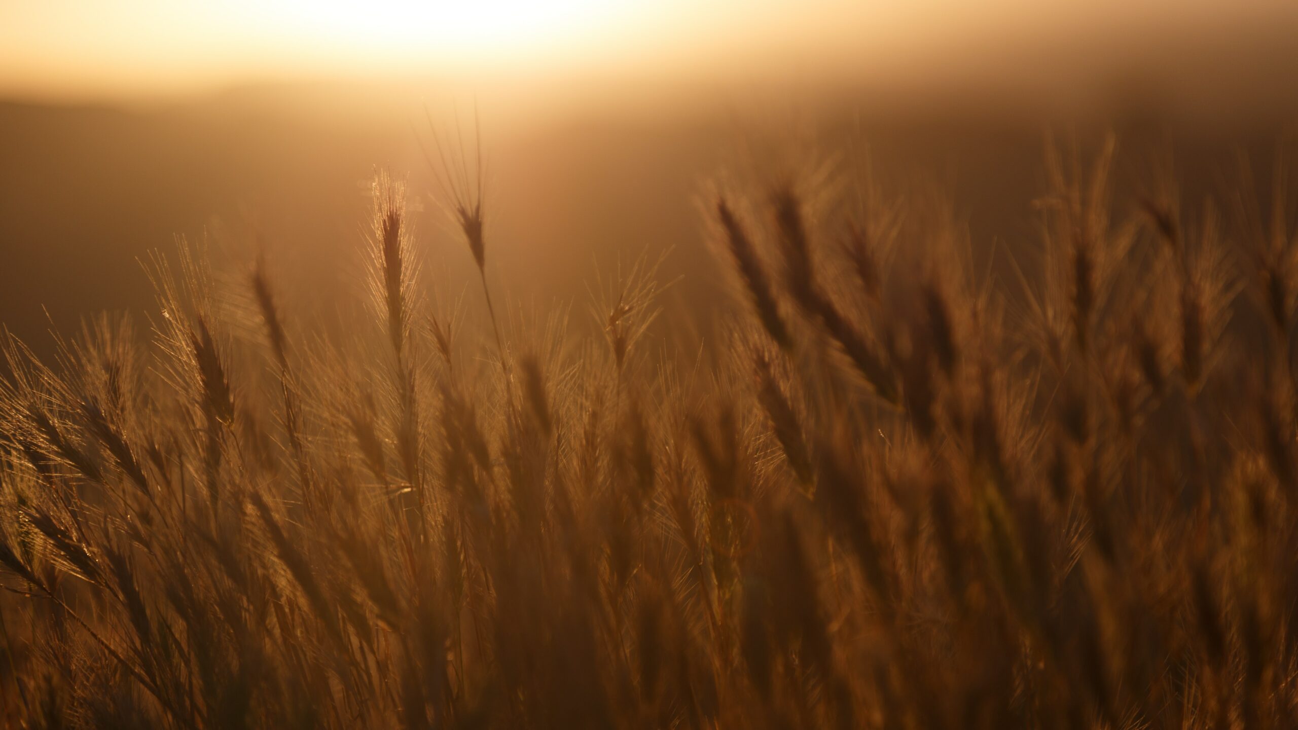 campo di grano