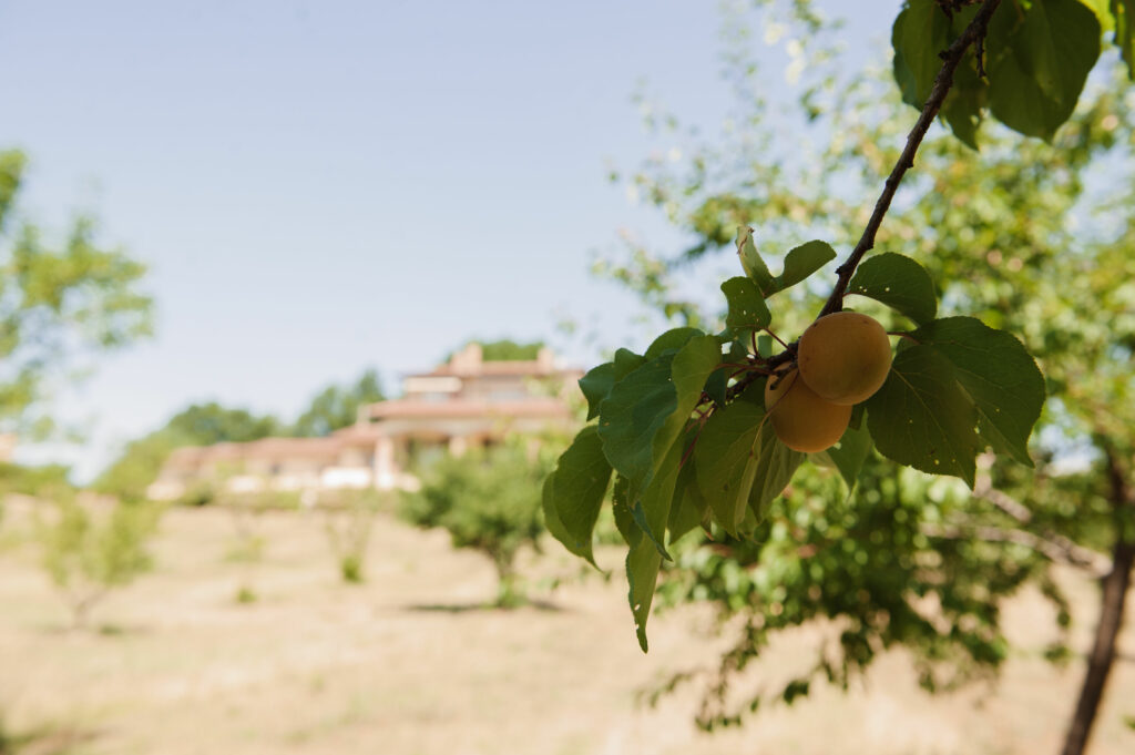 frutteto biologico relais colle buonoi