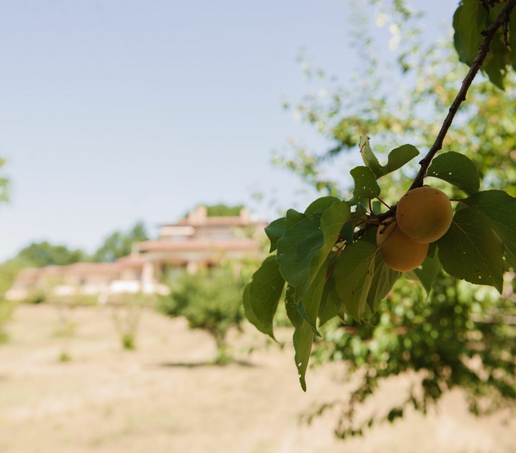 frutteto biologico relais colle buonoi